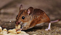 24 Hour & Emergency Exterminators in Kremlin, OK